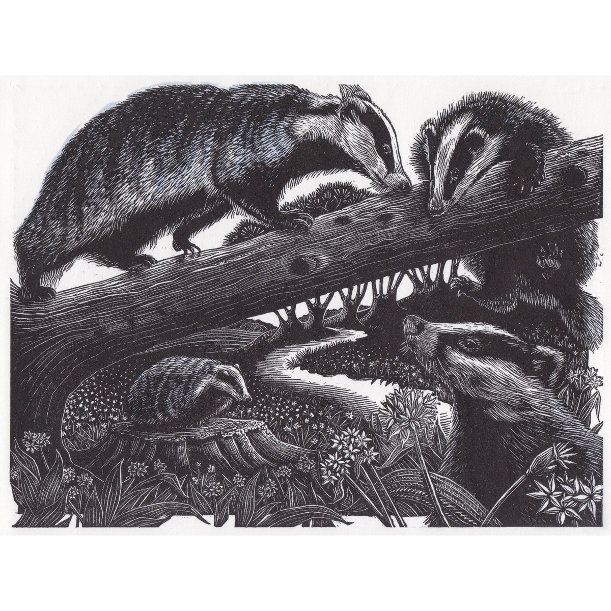 Julie Orpen - A Cete of Badgers- from the 86th SWE Annual Exhibition, on at Bankside Gallery, London until 25th February. The exhibition will tour all year. Engravings also available from our website. societyofwoodengravers.co.uk #printmaking #woodengraving