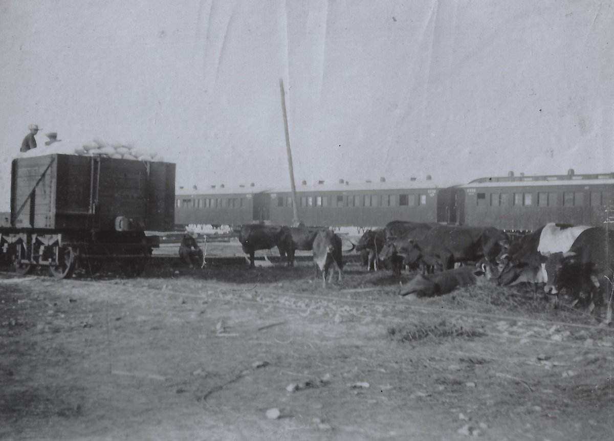 The #Tanggu #塘沽 (Tang-ku) train station, c. 1901 with cattle waiting to be loaded on the train to #Tianjin #天津 (#Tientsin). From a French military album. #China #中国