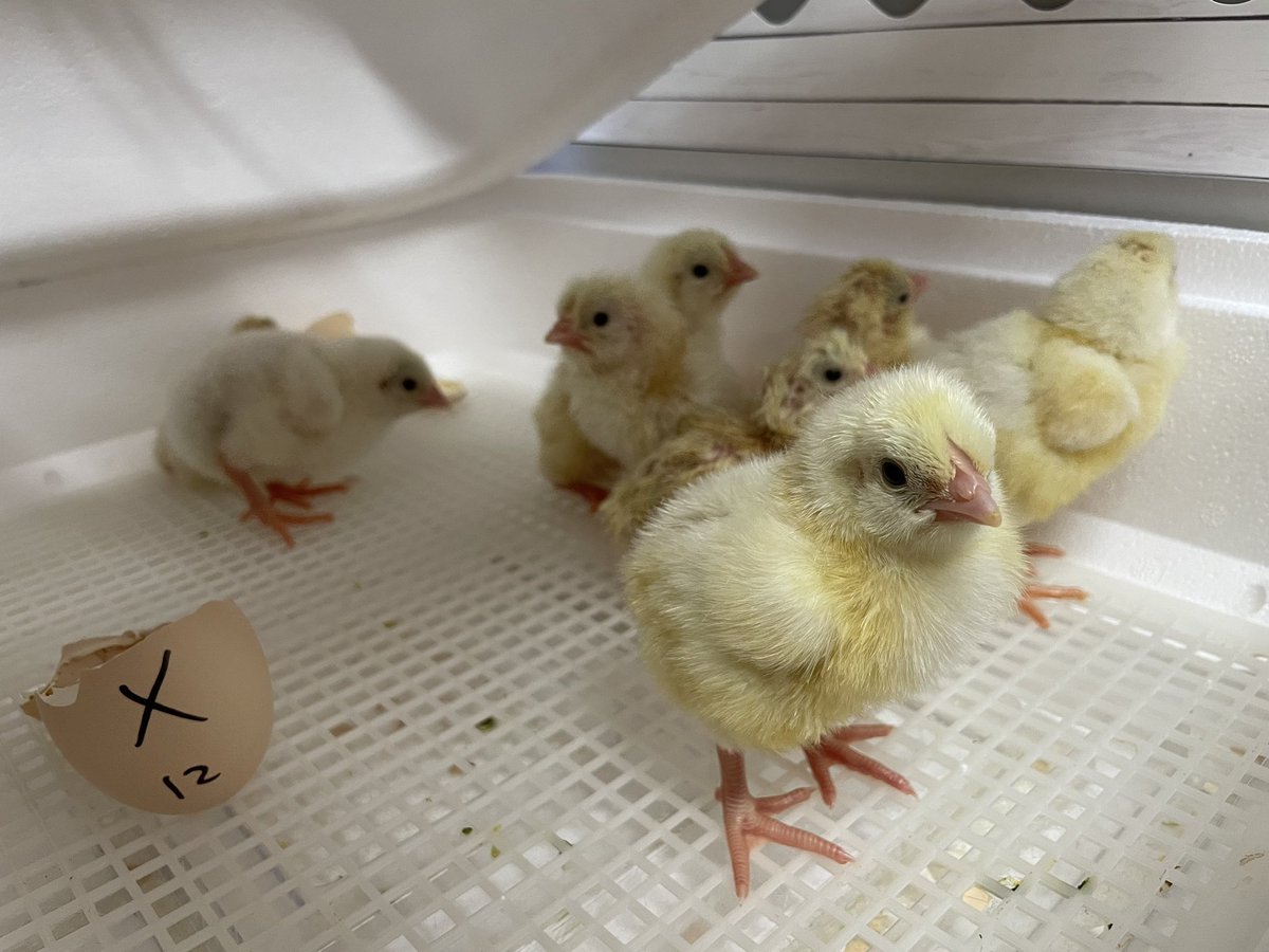 missbrownNC's tweet photo. WE HAVE CHICKS🐥 such a fantastic experience for our class today to see 7 chicks hatch! 10 baby chicks to look after for the week🤩🐥 @rhandrewselem @ParticipateLrng https://t.co/AIFMu6gs8g