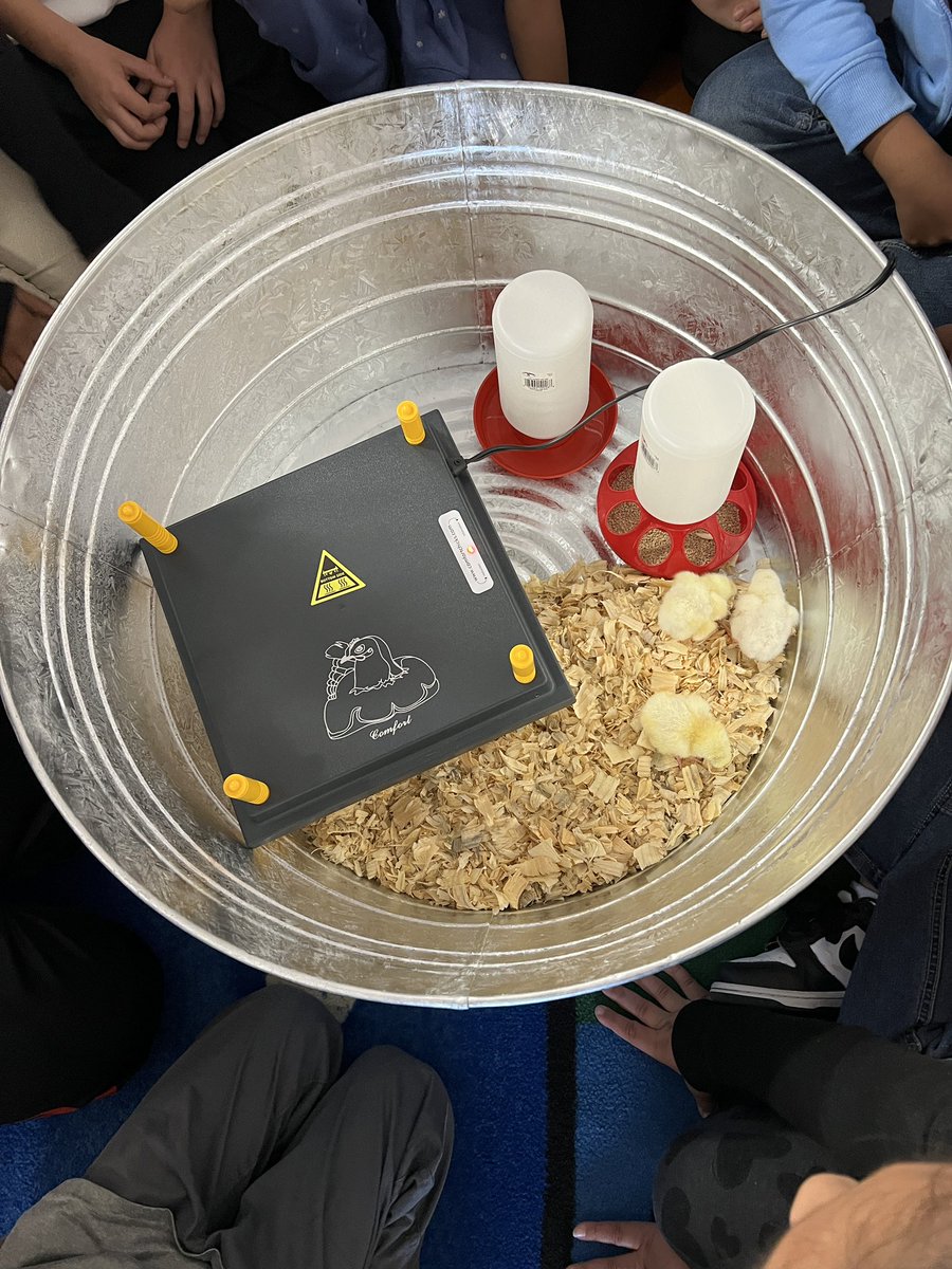 missbrownNC's tweet photo. WE HAVE CHICKS🐥 such a fantastic experience for our class today to see 7 chicks hatch! 10 baby chicks to look after for the week🤩🐥 @rhandrewselem @ParticipateLrng https://t.co/AIFMu6gs8g