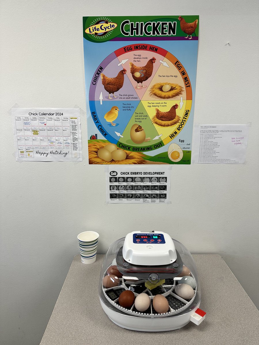 Heidi Rinehart-Richardson (@hrichardson_vb) on Twitter photo Guess who’s back??? Chicks are back!!! 🐣 <a href="/KESIndians/">KempsvilleElementary</a> We are on day 3, 18 days to go! <a href="/Jess_VBCPSBoard/">Jessica Owens@VB School Board</a> <a href="/BogdanovaMiriam/">Miriam Bogdanova</a> <a href="/vbkimani/">Kimani Vaughan</a> #KESAmazing @KEScounselor <a href="/TechWarriorKES/">Michael Wesely ✈SUMMER!!</a> 🐥🐣 Guess who’s back??? Chicks are back!!! 🐣 <a href="/KESIndians/">KempsvilleElementary</a> We are on day 3, 18 days to go! <a href="/Jess_VBCPSBoard/">Jessica Owens@VB School Board</a> <a href="/BogdanovaMiriam/">Miriam Bogdanova</a> <a href="/vbkimani/">Kimani Vaughan</a> #KESAmazing @KEScounselor <a href="/TechWarriorKES/">Michael Wesely ✈SUMMER!!</a> 🐥🐣