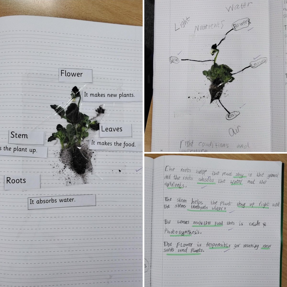 Mrs Jina (@mrsjina2) on Twitter photo Year 3 is studying plants in Science this term. They will investigate and explore the various plant elements in order to better comprehend their functions.
<a href="/DeltaSouthmere/">Southmere Primary Academy</a> <a href="/mrirvingd/">MrIrvingD_I</a>
#ukedchat #teachertwitter #edutwitter #readinglist #Science Year 3 is studying plants in Science this term. They will investigate and explore the various plant elements in order to better comprehend their functions.
<a href="/DeltaSouthmere/">Southmere Primary Academy</a> <a href="/mrirvingd/">MrIrvingD_I</a>
#ukedchat #teachertwitter #edutwitter #readinglist #Science