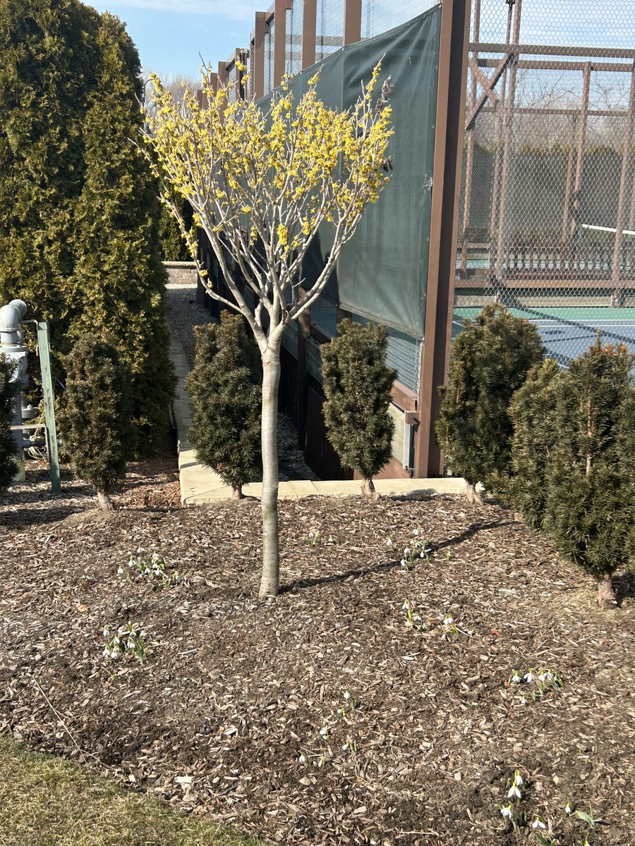 fleur_de_CCD's tweet photo. Witch Hazel tree in bloom with snowdrop bulbs at its feet.  Here comes spring!!! https://t.co/sixJAYDZ2w