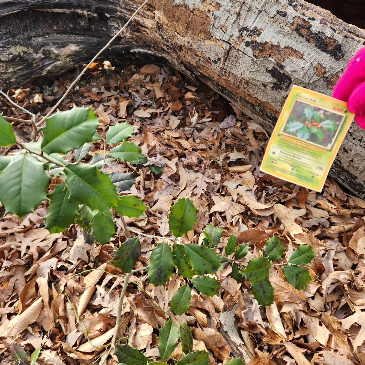 UrbanAdvSquad's tweet image. Gotta catch em all! When school was closed last Friday, #SquadMembers practiced winter tree ID by using Pokemon-inspired cards to look at bark, buds, and twigs.

#SchoolsOutSquadsIn
#ThisIsOutdoorLearning 
#CityAsAClassroom 
#EquitableOutdoorLearning