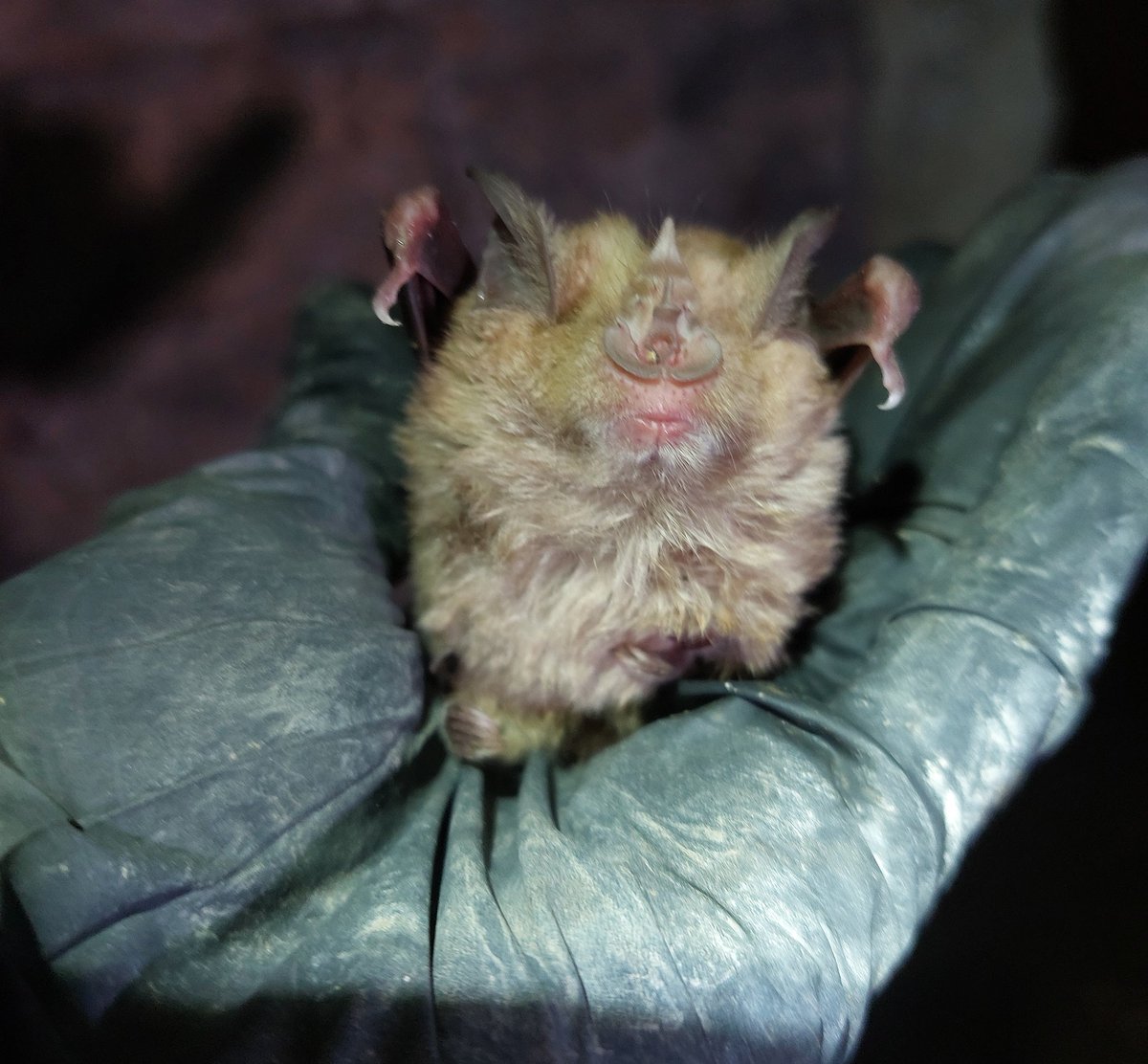 I was taught that scientists should be dispassionate about their study animals. But come on....Greater horseshoe bats are just SO floofy!🦇 ❤️🦇