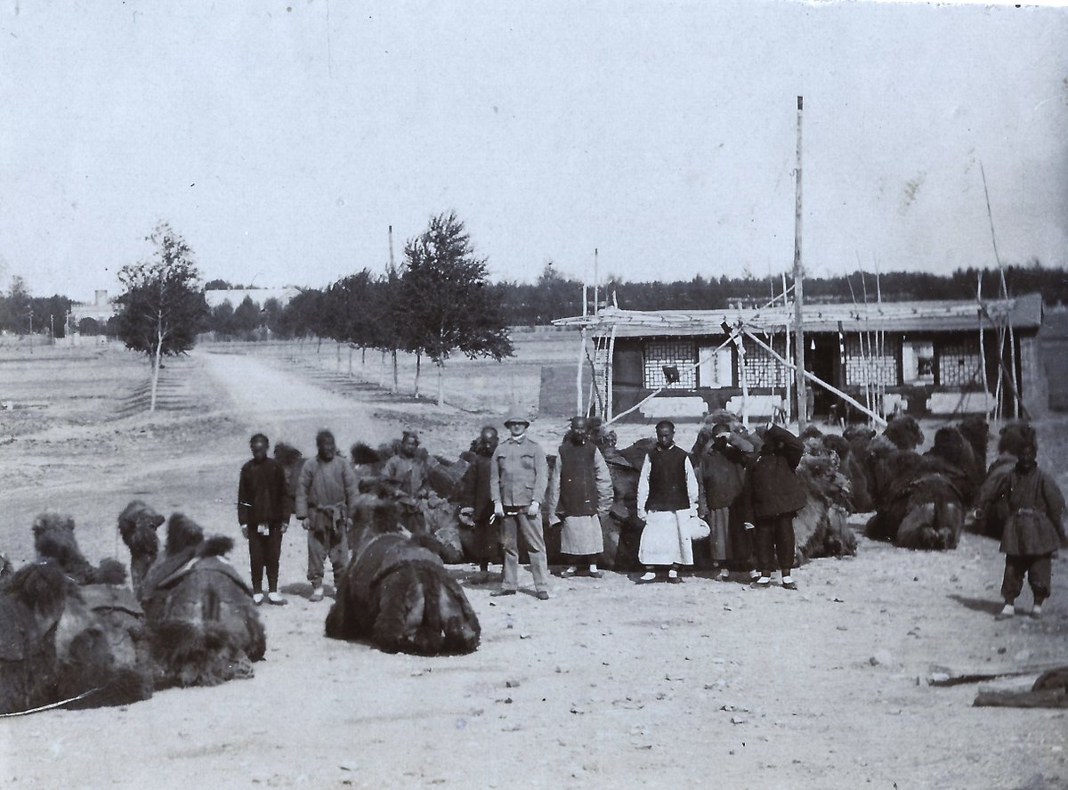 A German soldier posing at a camel caravan station in #Tianjin, #天津 (#Tientsin), c.1907, from a German military album. #China #中国.