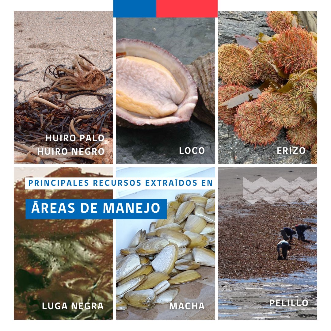 indespacl's tweet photo. ¿Qué sabes de las #ÁreasdeManejo de Recursos Bentónicos? Conoce aquí su modo de funcionamiento, además de su importancia para el cuidado de nuestros recursos en el tiempo. Desliza para ver cuáles son las principales algas y moluscos que se extraen en Chile desde las #AMERB https://t.co/9OwNO2dIXH