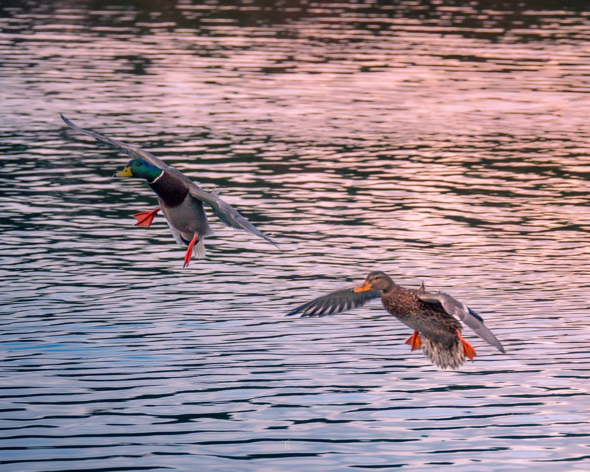 monkbonk's tweet image. It's time to split... So good night troops 🌛 #NightShift #WorkTime