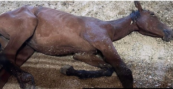 annabanana600's tweet image. These horses deserve better. Thousands are adopted to horrific abuse through their "adoption incentive program," and Thousands sent to slaughter in mexico #defundaip #savewildhorses #freedom