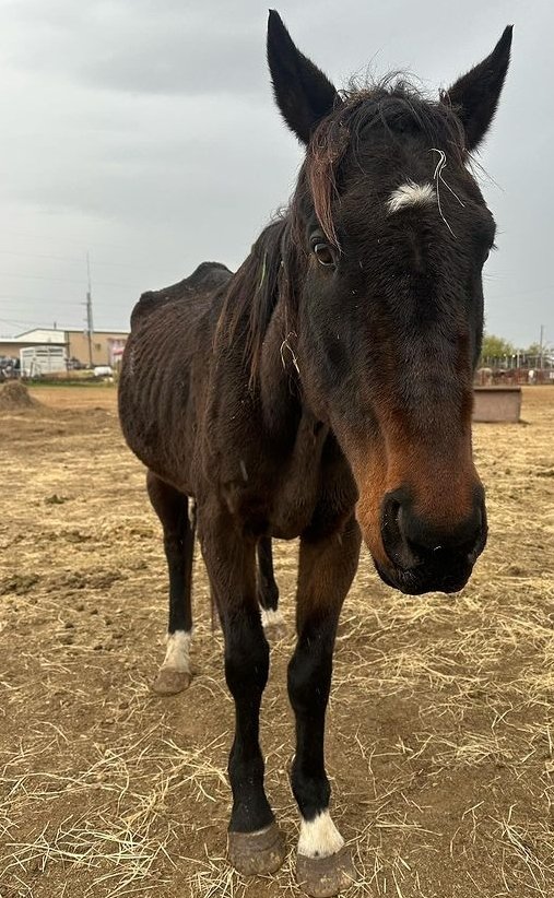 annabanana600's tweet image. These horses deserve better. Thousands are adopted to horrific abuse through their "adoption incentive program," and Thousands sent to slaughter in mexico #defundaip #savewildhorses #freedom