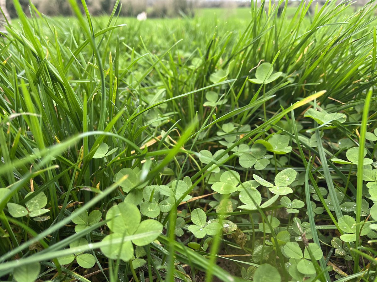 Teagasc Kilkenny/Waterford (@teagasckkwd) on Twitter photo Grass growing out with <a href="/tommurphy12345/">Tom Murphy</a> at 13kgsDM/ha. Soil temperature over 9 degrees. Protected Urea ready for spreading next week if and when weather conditions allow.
We used the <a href="/PastureBase/">PastureBase Ireland</a> app today to input the clover ☘️ scores for the milking platform Grass growing out with <a href="/tommurphy12345/">Tom Murphy</a> at 13kgsDM/ha. Soil temperature over 9 degrees. Protected Urea ready for spreading next week if and when weather conditions allow.
We used the <a href="/PastureBase/">PastureBase Ireland</a> app today to input the clover ☘️ scores for the milking platform