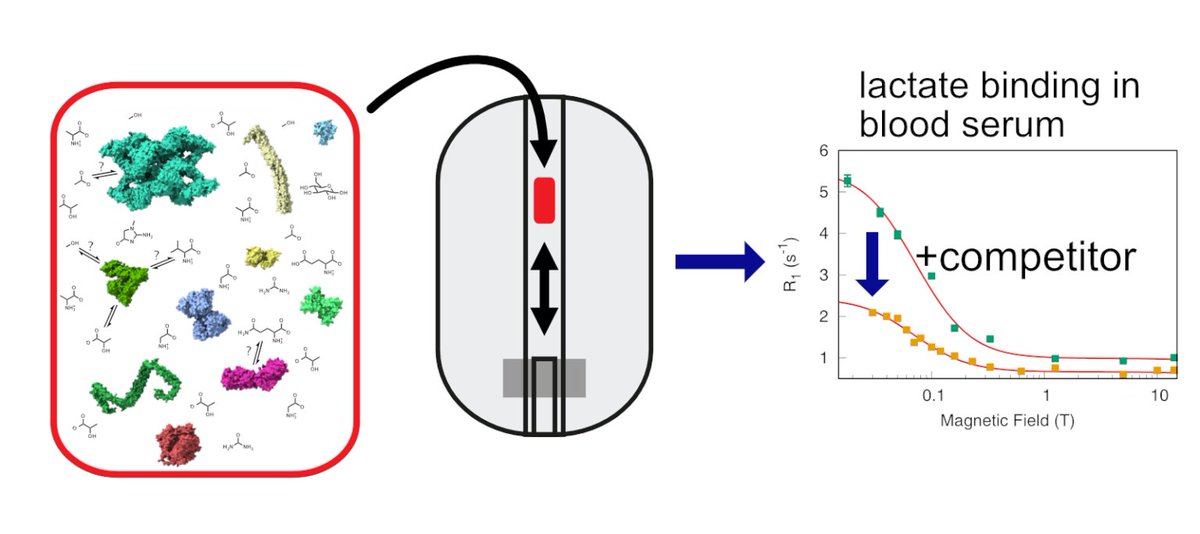 HMultidyn's tweet photo. Check out how the teams at @ENS_ULM, @cerm_cirmmp and @bruker have developed together a method to identify metabolite-protein interactions in biofluids.
👉https://t.co/eEVXJy7Aua
#NMR #NMRrelaxation #enspsl #cermcirmmp #ETHZ #bruker #uwm #highresolutionrelaxometry #HMultidyn https://t.co/XDZHjLfTrj