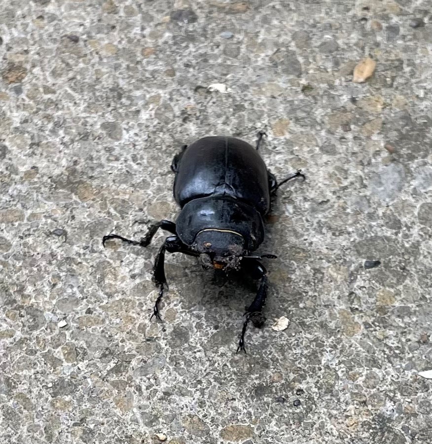 wfcouncil's tweet photo. Loving seeing your photos so far including Hollow Ponds, and a Stag Beetle found in a garden in Upper Leytonstone 🪲
Tag your photo with #SpringwatchWF and be in with a chance to win a local cycle shop voucher! Our Enjoy WF team will be picking the winner after 29 February. https://t.co/cUkUShvT49