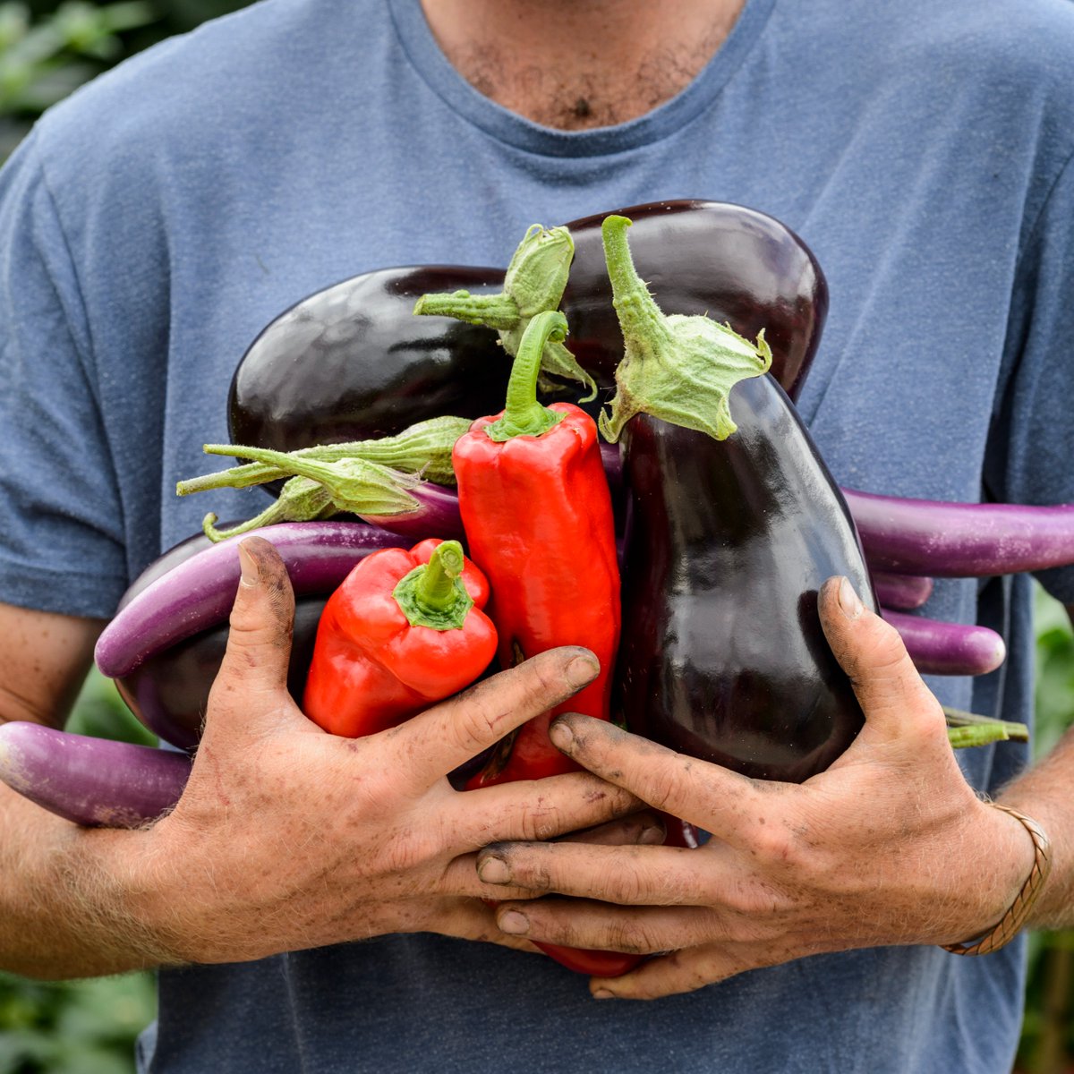 Looking for a bumper crop? Get propagating, sowing and growing this February with a range of British grown fruit, herbs and veggies. After all, you've got to propagate to accumulate! #GardenCentre #RHSBridgewaterGardenCentre #GrowYourOwn #RHSBridgewater #Salford