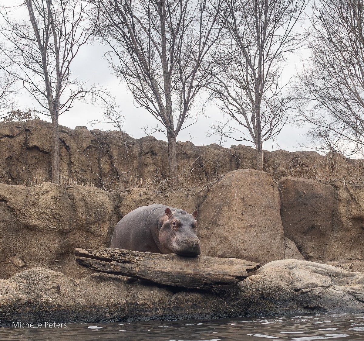 CincinnatiZoo's tweet photo. Fritz and his log. A story in 4 photos! https://t.co/mQNUj8I4oK