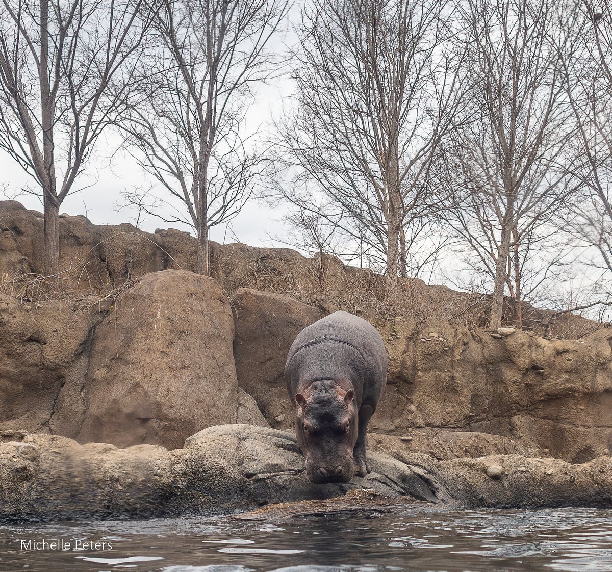 CincinnatiZoo's tweet photo. Fritz and his log. A story in 4 photos! https://t.co/mQNUj8I4oK