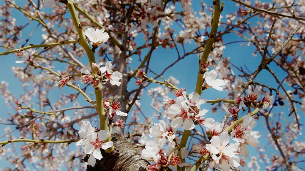 La 'Ribera en flor' ofereix 18 experiències per gaudir de la floració dels arbres fruiters

📷 LA NOTÍCIA: setmanarilebre.cat/la-ribera-en-f…

@RiberadEbreTur @RiberadEbreViva @ccriberadebre @francescbarbero @vinebreactiu @AscoTurisme @AjuntamentFlix #RiberadEbre #TerresdelEbre