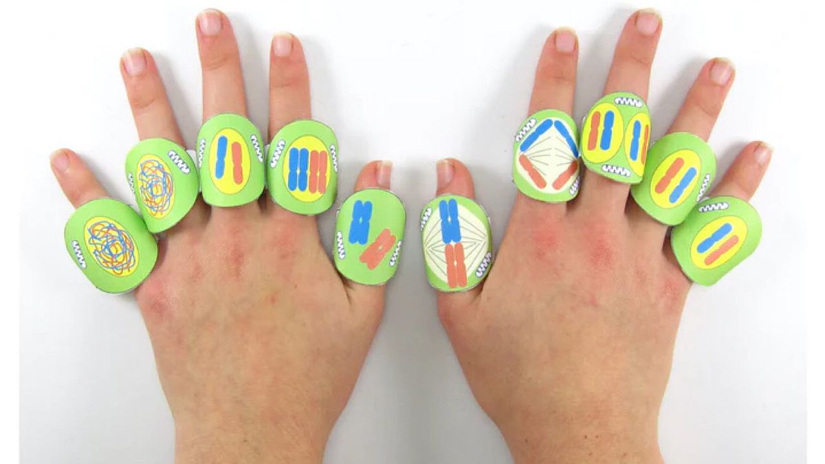 OrigamiCells's tweet image. Learning the stages of mitosis is as easy as counting your fingers! Make our paper rings with your students for a memorable lesson! bit.ly/3Z3SvKw 

#mitosis #interphase #prophase #iteachbio #biologyteachers #celldivision #biology