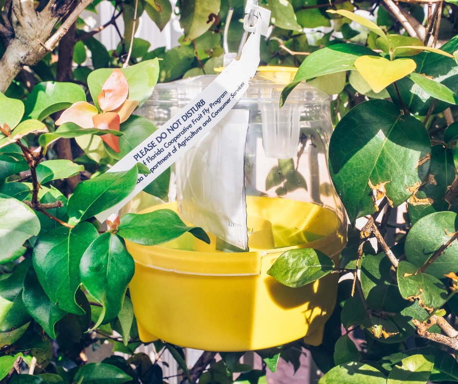In partnership with the USDA, FDACS-DPI monitor 56,000+ fruit fly traps across FL! We place these traps on host plants in high-risk introduction areas, such as: 🪰 International ports of entry 🪰 Densely populated areas 🪰 International food markets 🪰 Residential & rural roads