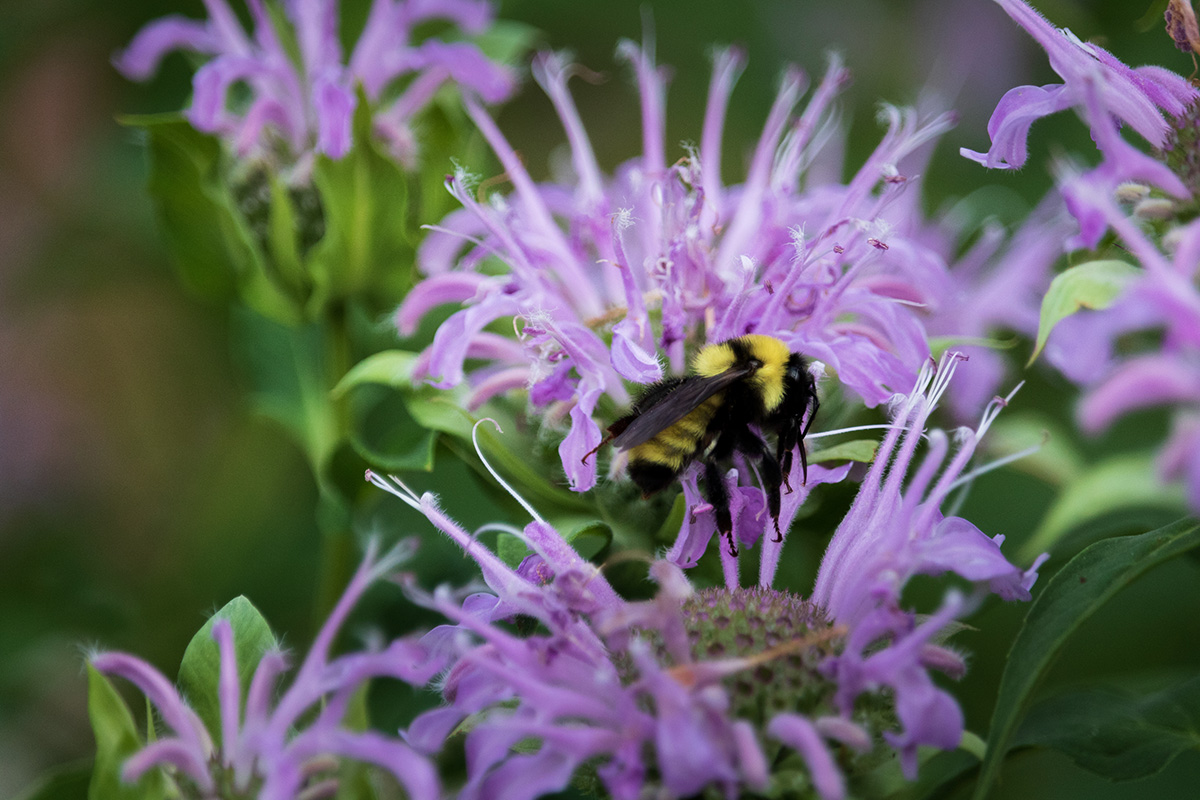 Roxwater's tweet photo. Interested in attracting more local pollinators? Check out Garden In A Box low-water perennial gardens. Sign up for email reminders! Remember the first 25 Roxborough Water customers qualify for an additional $25 off qualifying https://t.co/W9Zfir9747 https://t.co/qlfdkNXyPA