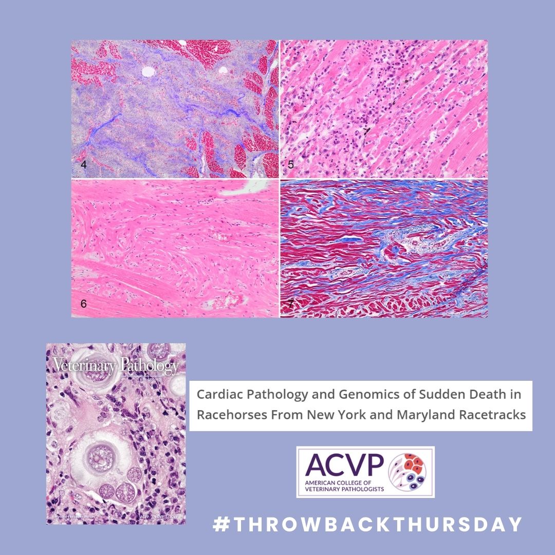 In honor of #AmericanHeartMonth, this week's #TBT is an April 2019 report on sudden death cardiac pathology in racehorses:

✅Often autopsy negative
✅Key pathology: mes artery rupture; axial trauma; systemic inflamm; pulm hemorrhage; cardiac disease

👉bit.ly/3T7Ihsr