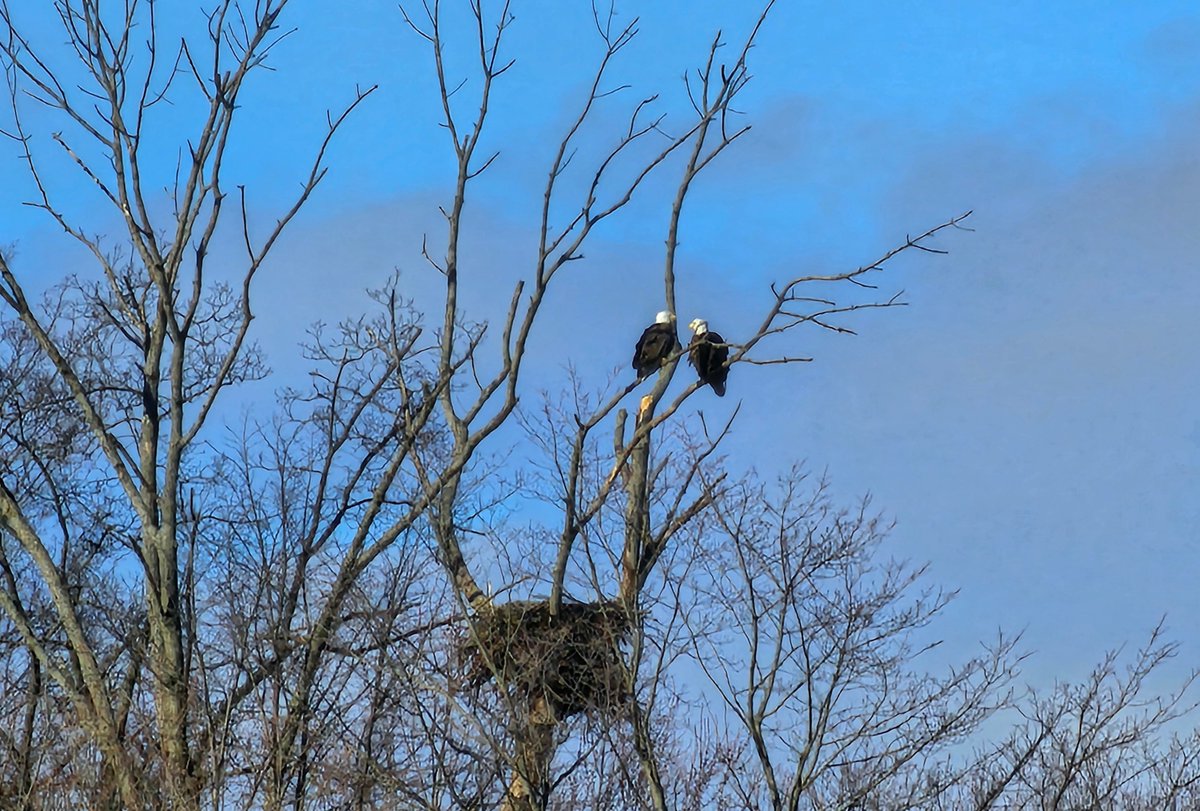JulieCTV's tweet image. Check out the photo of the day
Thank you to Rob Molnar.
The eagles nesting south of Iona.
Mainly cloudy, 40% showers late this aft. High 7.
Tonight-Cloudy with 60% chance of showers. Low +2.
#photooftheday #localweather @CTVLondon