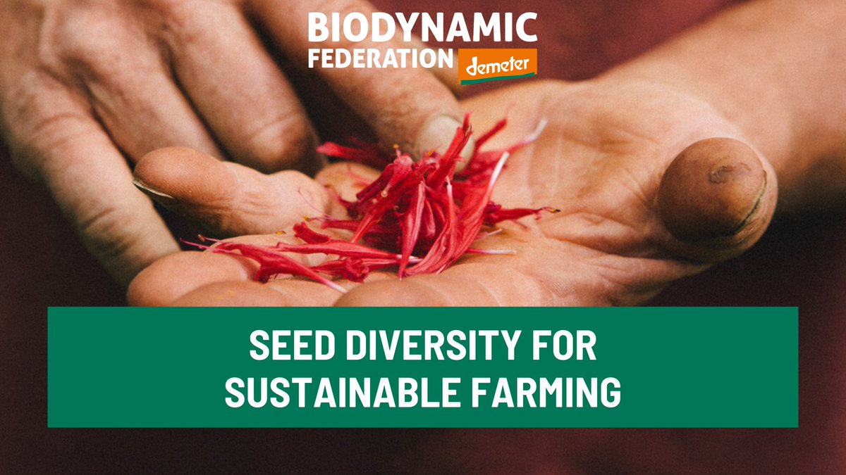 Demonstration for seed diversity today🌱 In front of the @Europarl_EN we handed over seeds of selected endangered varieties to MEPs stressing the significance of preserving and promoting seed diversity within the new seed marketing reform! 👉bit.ly/4bMm8ak