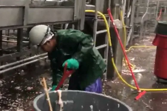 MorePerfectUS's tweet image. A janitorial company has been caught employing kids as young as 13 in a Perdue poultry plant and Seaboard Triumph pork plant.

Fayette Janitorial was putting at least 24 kids to work cleaning dangerous equipment like head splitters and meat bandsaws on overnight shifts.