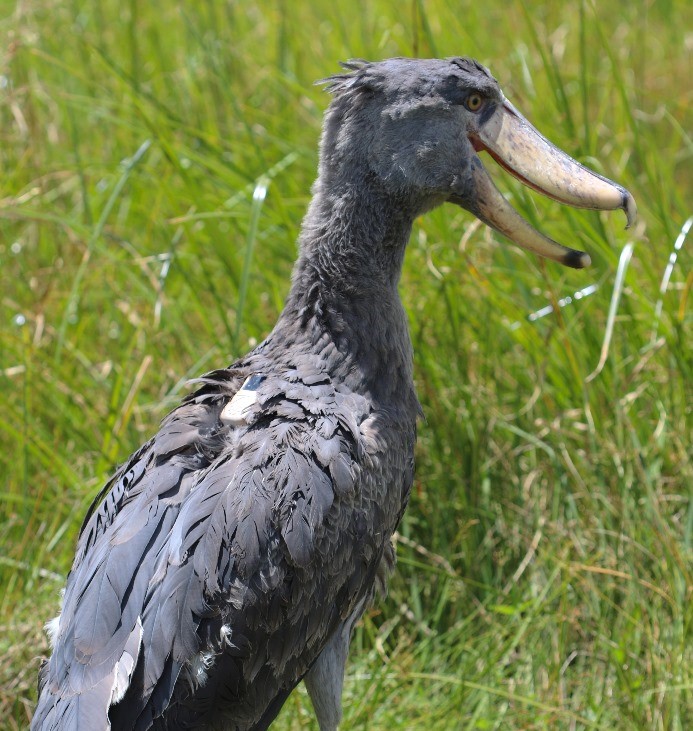 AfricanParks's tweet image. Two shoebill chicks rescued in 2023 were released back into the Bangweulu Wetlands in Zambia. They were part of the park's rehabilitation program, which cares for shoebill chicks. Learn more: bit.ly/48oML27