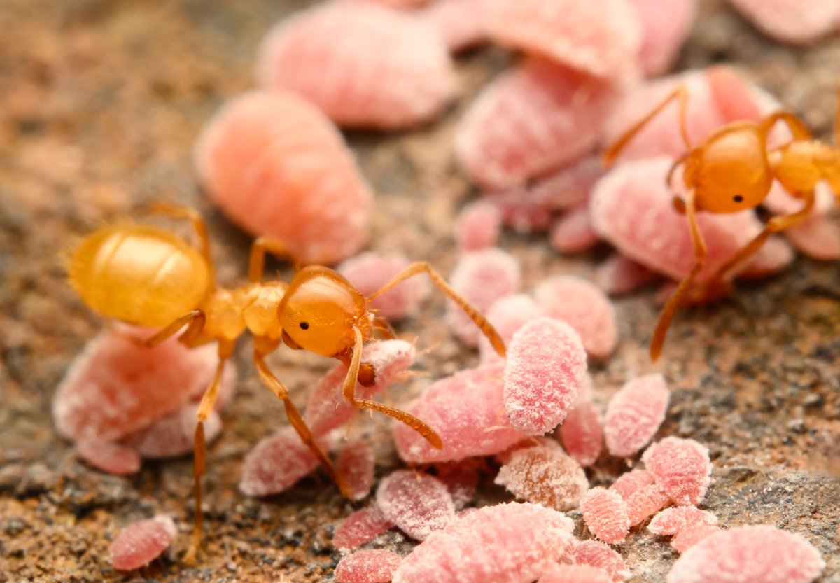 Citronella ants (Lasius) with mealybugs