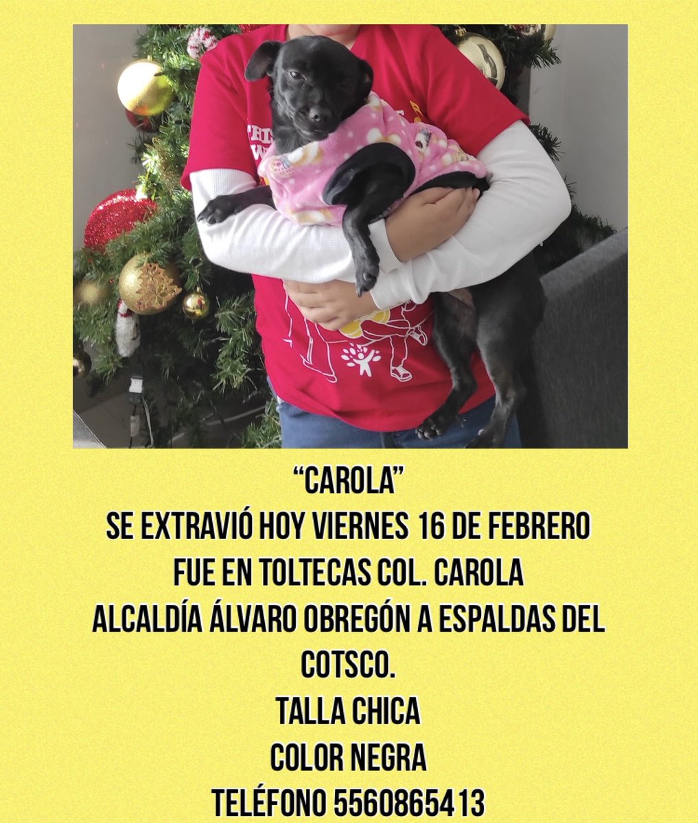 TeamScuderiaAC's tweet photo. ‼️‼️BARTOLA EXTRAVIADA‼️‼️
Se extravió esta pequeña por un ataque de ansiedad su familia la está buscando

Se llama BARTOLA es mix Pug está esterilizada.
Se perdió VIERNES 16 de FEBRERO 2024 a las 11:00am.
Calle Toltecas Col. Carola Alcaldía Alvaro Obregón. 
55 6086 5413 https://t.co/Hpq0e1AvN5