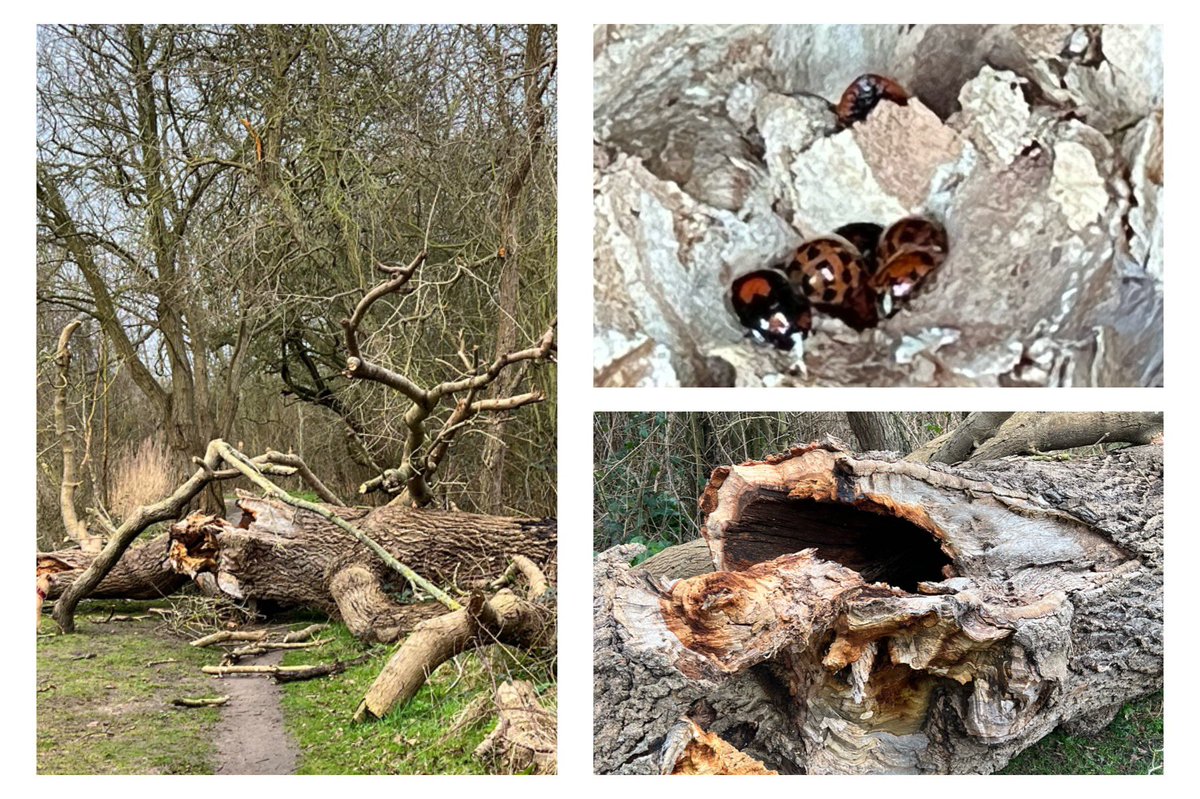 jolivsey's tweet photo. Came across a fallen tree on my #WalkAfterWork today. Inside the hollow trunk was an old wasps nest, and inside that was a gang of ladybirds. #Nature https://t.co/pV6VISSLkS