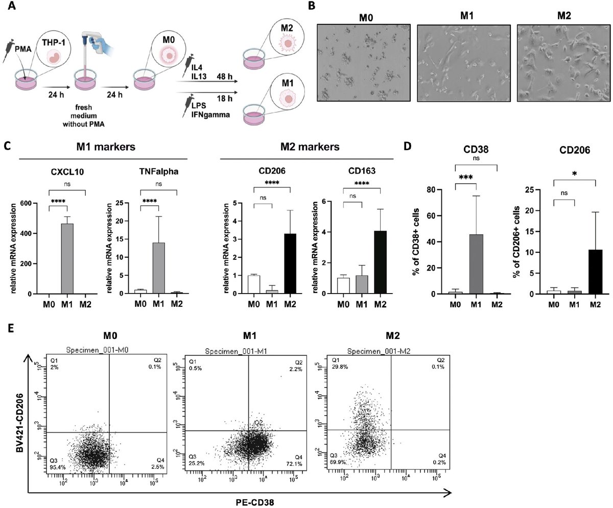 Mammary_journal's tweet photo. In their latest publication, part of our #MethodsAndModels collection, @AlicjaMazan and @anna_marusiak provide detailed protocols for studying interactions of #breastcancer cells with #macrophages in vitro 🔬. https://t.co/m906SCmkmW https://t.co/imBIxizbt5