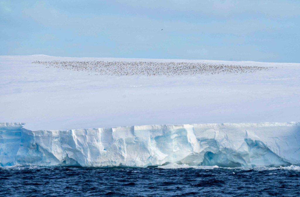 Incredible roost of Antarctic petrels on the ice