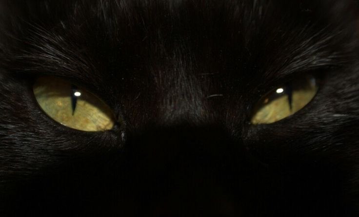 Black cats are not bad luck (@visualscat) on Twitter photo 