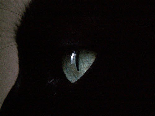 blackscats's tweet photo. https://t.co/ijG6MPWCmR
