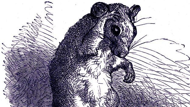 Chesbaburba's tweet photo. TO A MOUSE🐁
By Robert Burns
"On Turning her up in her Nest, with the Plough, November 1785"
#Scottish #Poetry #RobertBurns #ToAMouse
For the poem click on the link below:
https://t.co/ZELnwHgGCt https://t.co/PVXExaAo1d