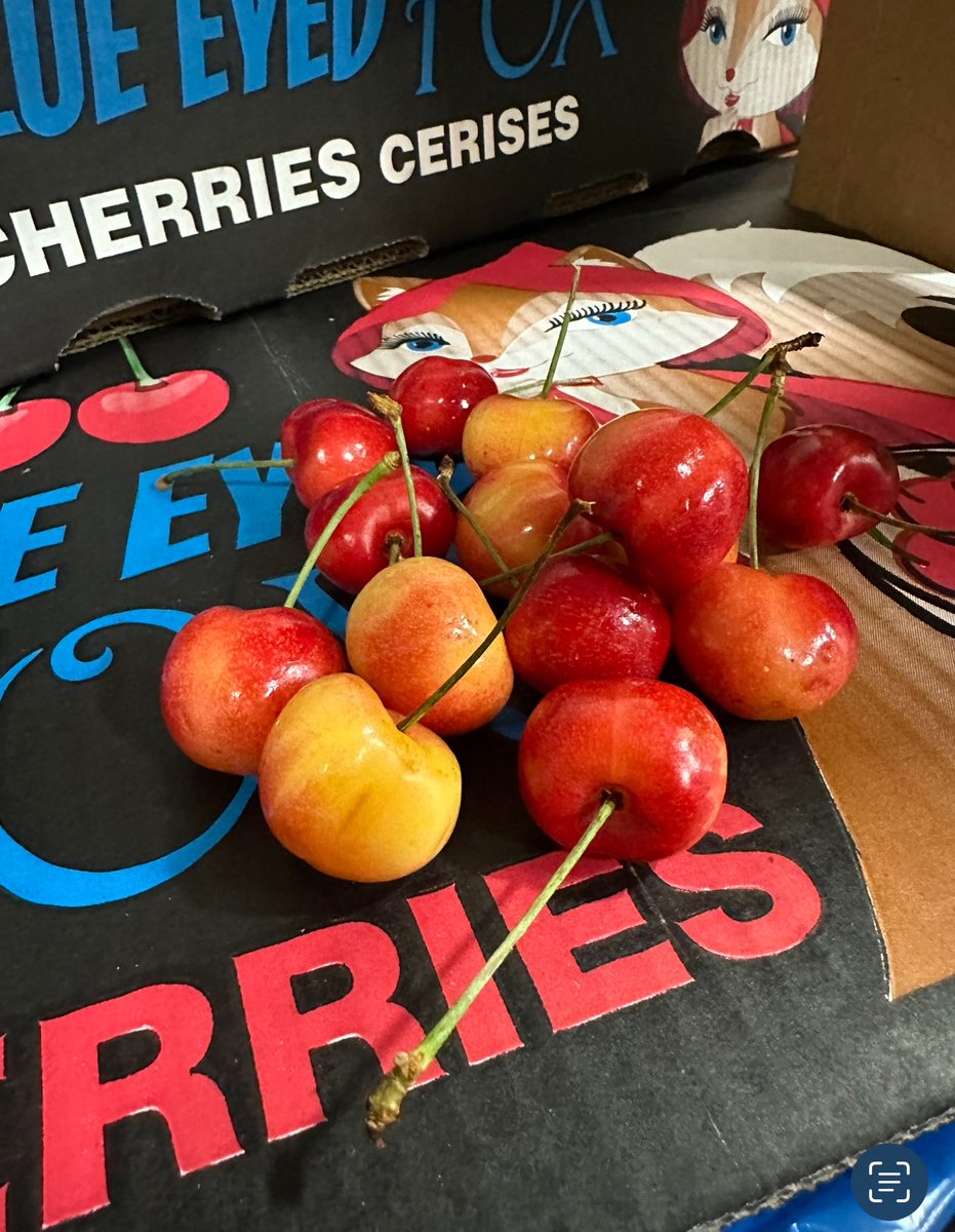 cherrydude's tweet photo. #Top4Theme #Top4Red @obligatraveler @intheolivegrov1 @OdetteDunn
@pipeaway_travel
1. My fav team the Red Sox & fav outfield of all time w/fav player @19fredlynn
2. My current fav apple - Cosmic Crisp!
3. Spent Monday w/grandson in red
4. Red blushed Rainier cherries- yum! https://t.co/aQU4PUFBOC