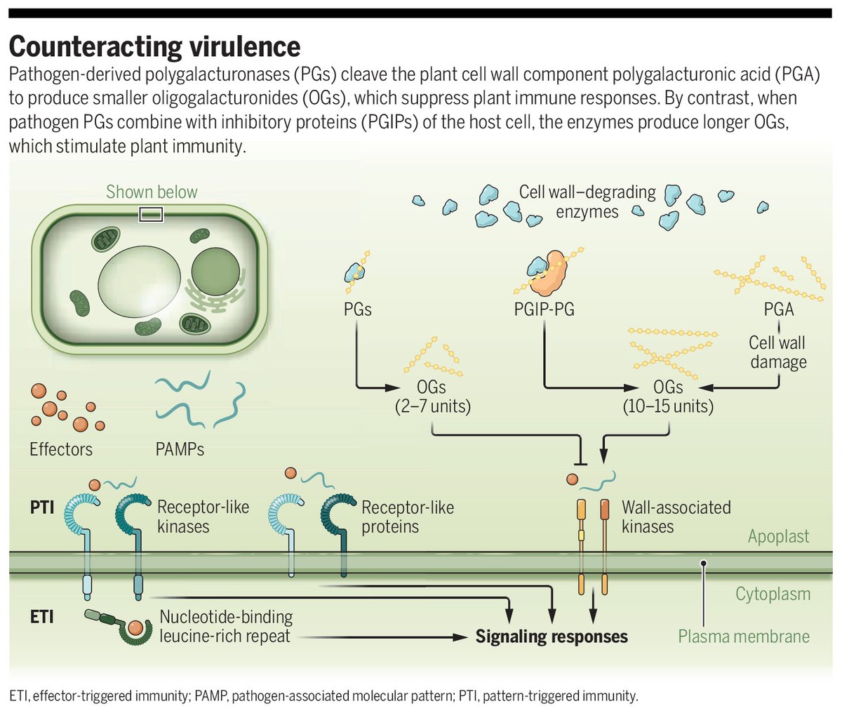 Science Magazine (@sciencemagazine) on Twitter photo A plant immunity protein interacts with a fungal cell wall–degrading enzyme to create immunogenic compounds, according to a new study in Science.
Learn more ⬇️ 
📄: scim.ag/5Xa
#SciencePerspective: scim.ag/5X9 A plant immunity protein interacts with a fungal cell wall–degrading enzyme to create immunogenic compounds, according to a new study in Science.
Learn more ⬇️ 
📄: scim.ag/5Xa
#SciencePerspective: scim.ag/5X9