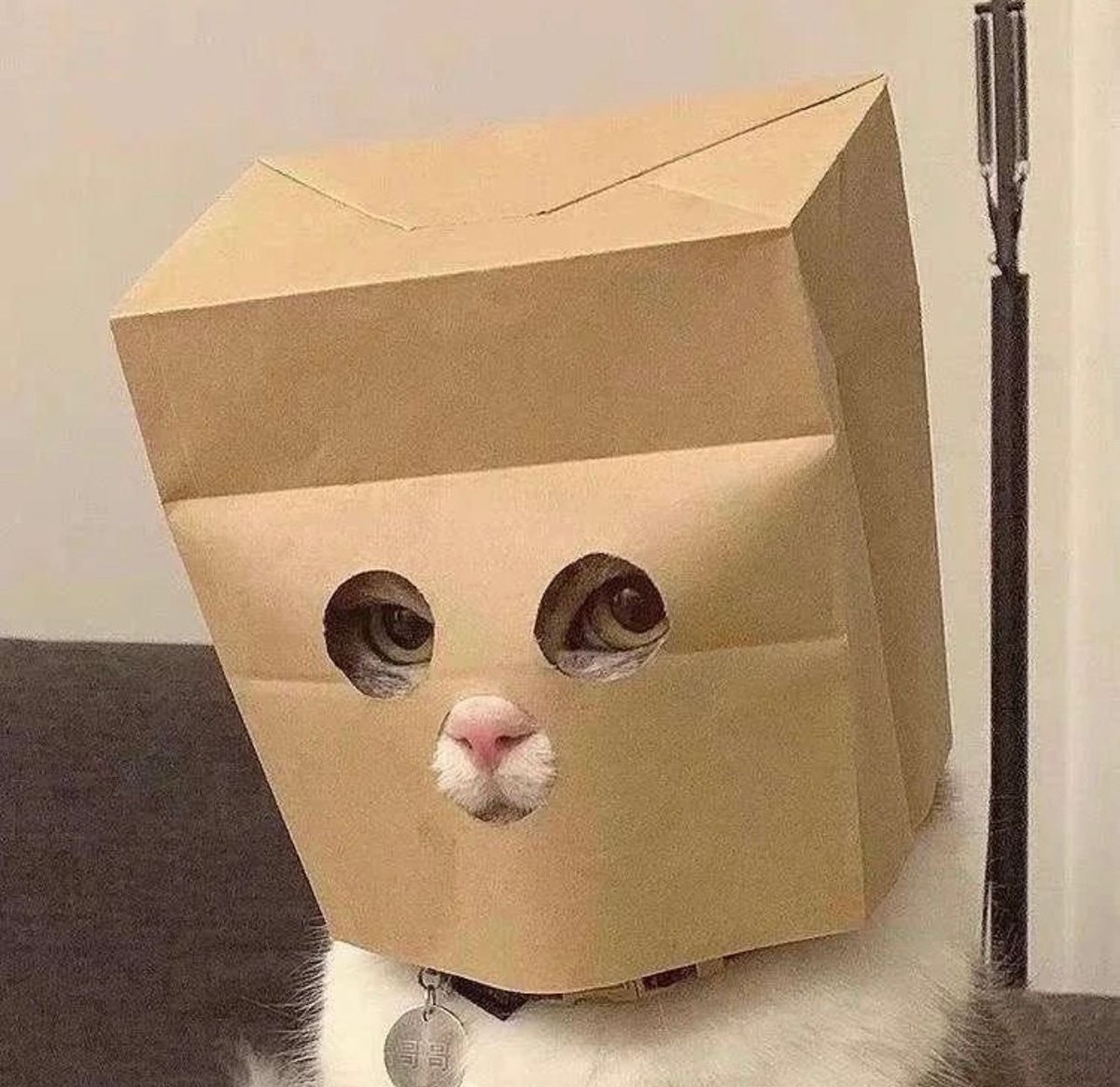 tuanzi000000's tweet photo. 家人们很急 绑定都手机号不用了 然后密码也忘了 怎么把密码找��啊 哭死 https://t.co/Xjyctwx44X