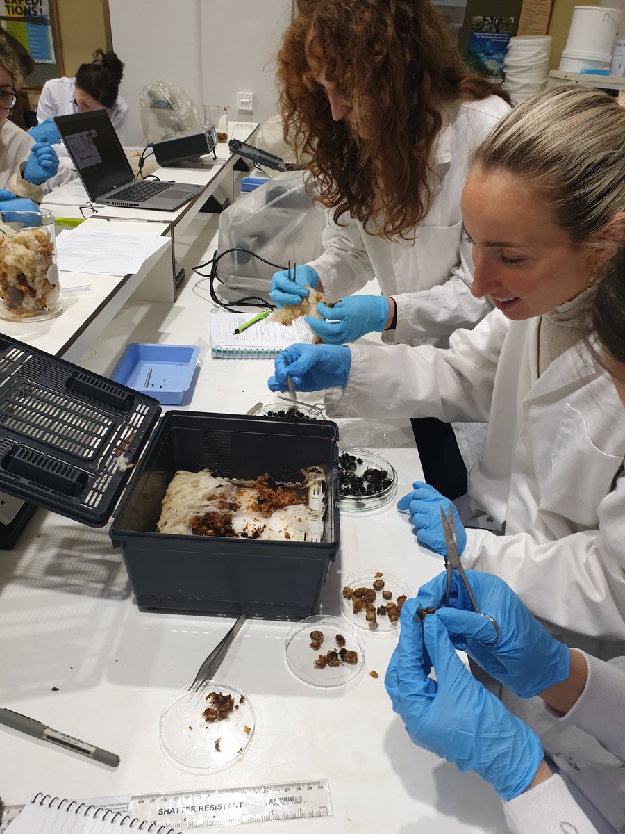 JessKnapp24's tweet photo. So much fun teaching @TCD_NatSci #Entomology students some of the methodology behind our papers. Here we're dissecting bumblebee colonies just like we did in our recent @Nature paper. Yes we found males 🐝 and yes we're sticky 🍯 https://t.co/CppNKXbm6d https://t.co/TYrKwVvTaW