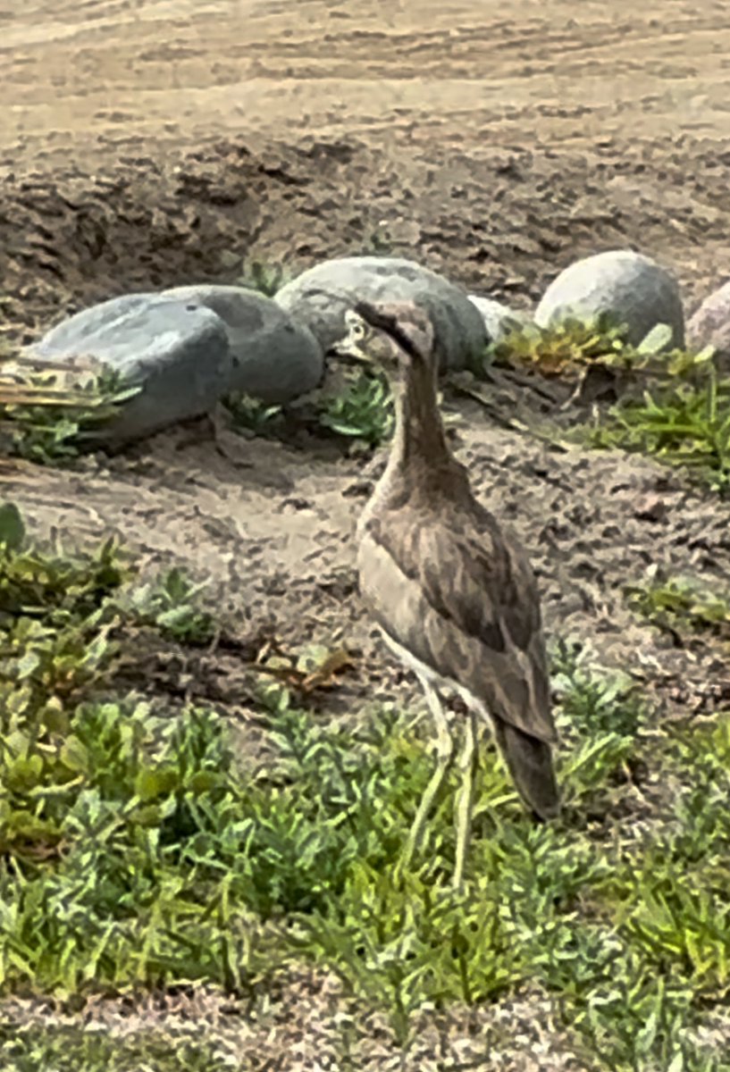 CristyMongeR's tweet photo. @cuzy317 y aquí tenemos, en una playa, al sur de Lima, al famoso “correcaminos” “huerequeque”. En el Perú es relativamente común a lo largo de la costa y estribaciones secas de los Andes. https://t.co/6DpiIClKVU