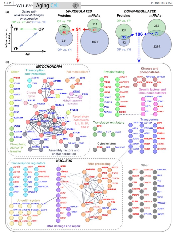 Age-related changes in human skeletal muscle transcriptome and proteome are more affected by chronic inflammation and physical inactivity than primary aging

Go back and reread that "physical activity than primary aging" part again

doi.org/10.1111/acel.1…