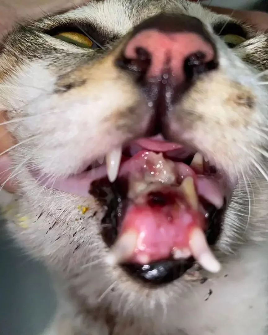 3y4a5w12347807's tweet photo. UPDATE 🐾
Mutli has been taken to the vet, has been examined by a doctor, the lower jaw is broken in the middle, help us save 🙏🙏
Donate via link inbio please 🙏🙏
#catlover #catlady #kittycuddles #Catslover #kittylove #donate #poorcats #warvictims #supporttherescues https://t.co/jdAjlCJo9L