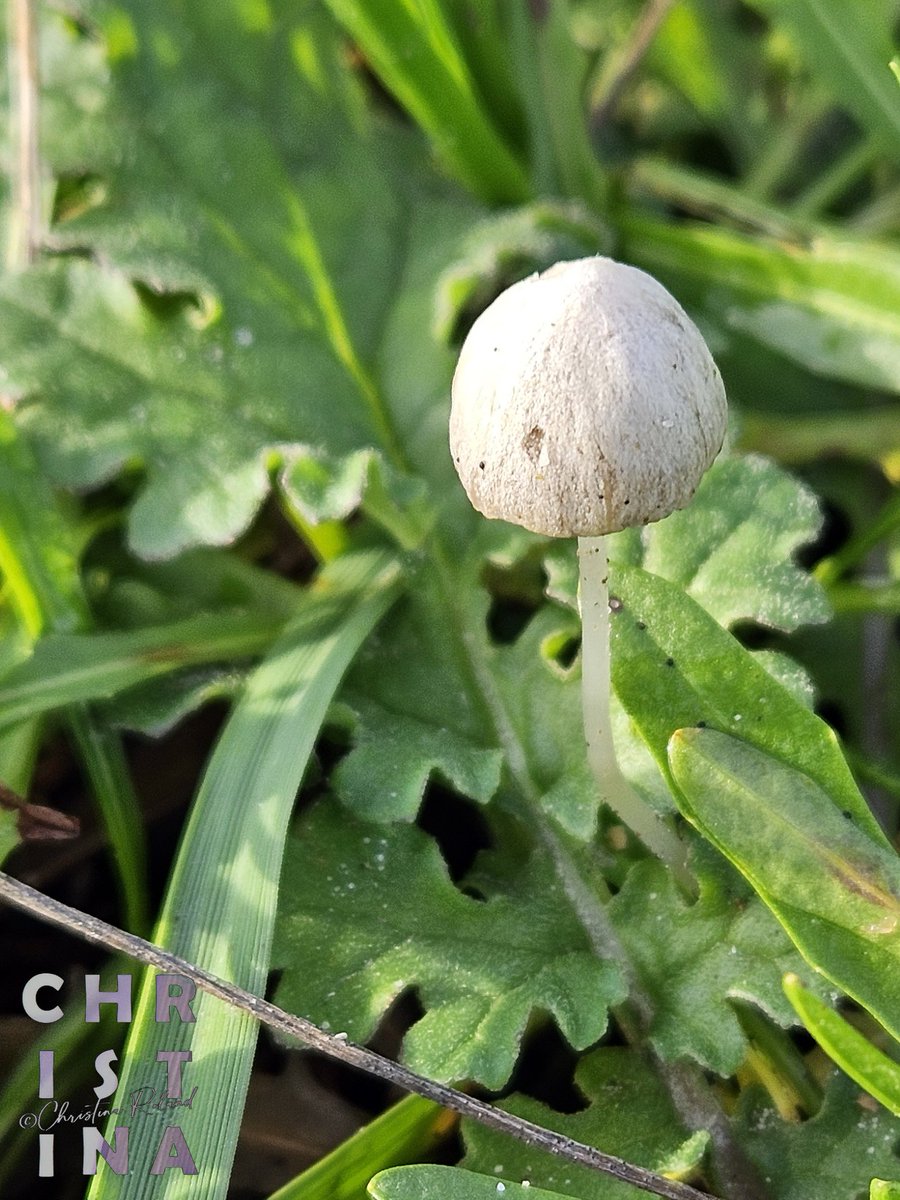 ChrRoland's tweet photo. #KleurInDeNatuur #ivoor ik kan het nog veel gekker maken met de namen van kleuren. Izabelkleurig breeksteeltje - Conocybe albipes is zo genoemd omdat izabelkleurig vuilwit met een beetje geel betekent. Dat kun je ook beige of ivoor noemen. Het ivoor heeft een tikkeltje meer rood. https://t.co/DmqUGals14