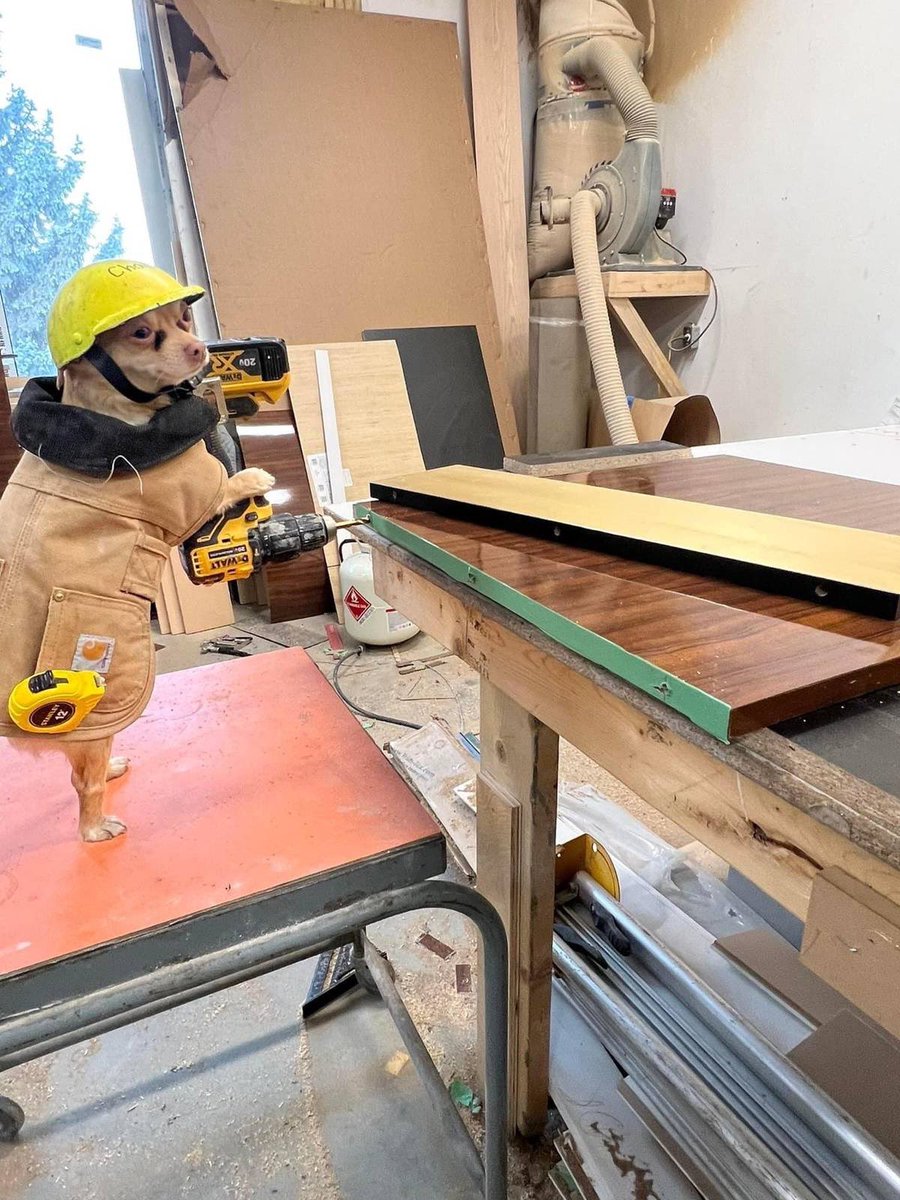 dog_rates's tweet photo. This is Charlie. He's quite the handyman. Which is very impressive for someone who doesn't have hands. 14/10 https://t.co/K2gP5h4xQI