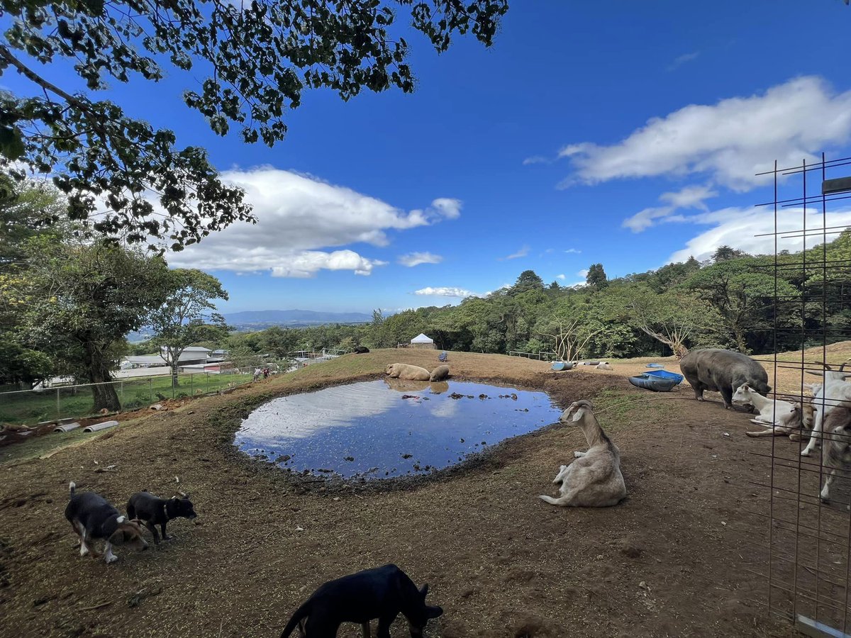 LandofStrays's tweet photo. We're building a new house for #Chester the Pig and his friends.
This one will have everything they require.
For those who don't know him, Chestercito arrived as a little pig and became huge in a matter of months. He and #Memin, his bull pal, are the bosses of the place. https://t.co/VS9FzakCih