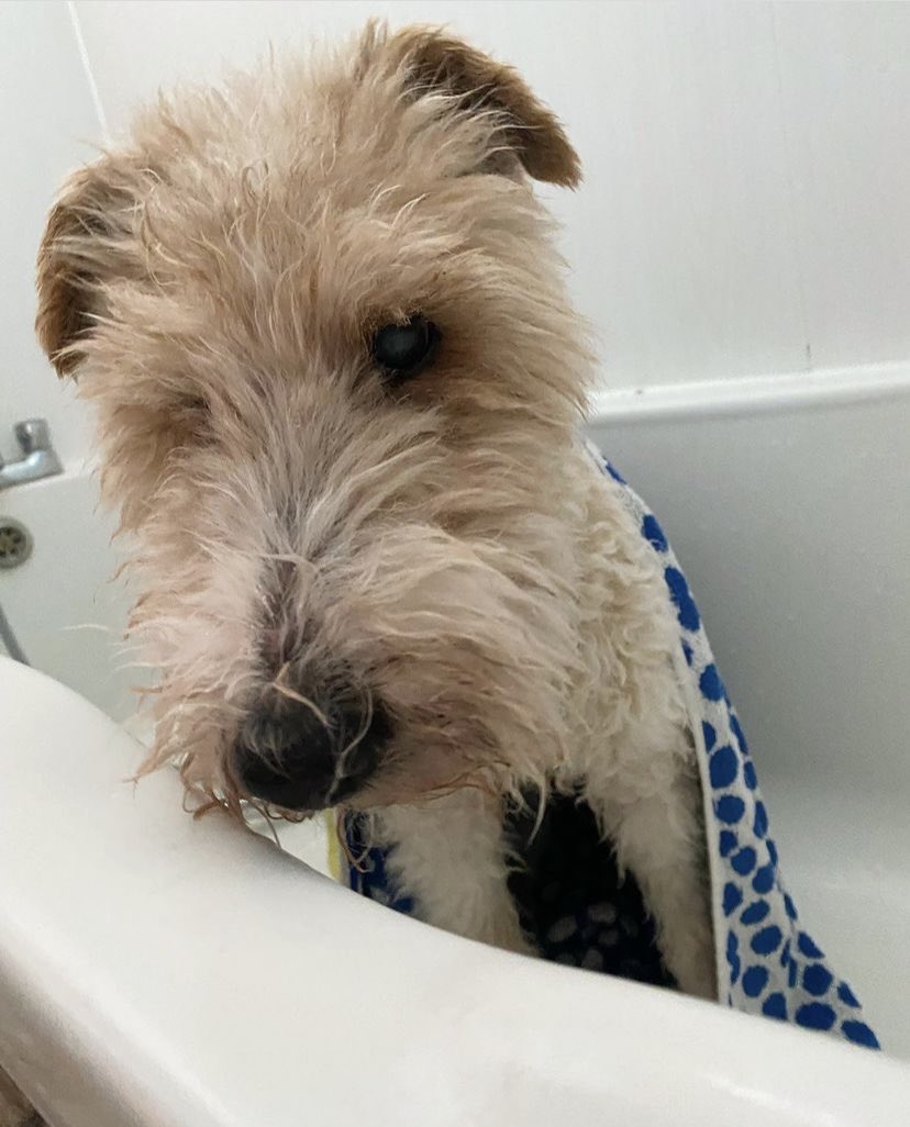 KillingBdesigns's tweet photo. Alfie is going strong, and the magnolia tree and japonica are blooming another year running. ✨🩷 #killingbdesigns #norwichlife #norwich #wirefoxterrier
For cards: https://t.co/Ea9VrW2M5n ✉️ https://t.co/zDfHp9t1NZ