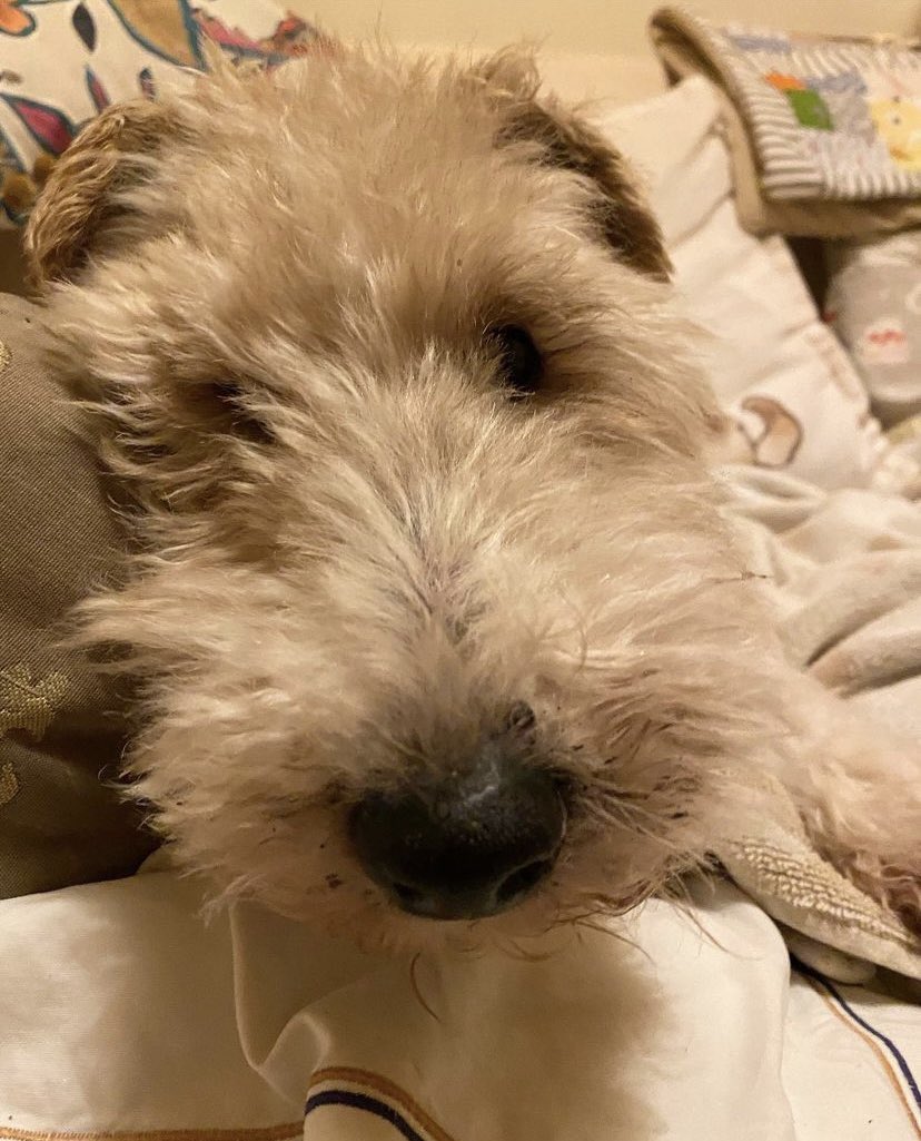KillingBdesigns's tweet photo. Alfie is going strong, and the magnolia tree and japonica are blooming another year running. ✨🩷 #killingbdesigns #norwichlife #norwich #wirefoxterrier
For cards: https://t.co/Ea9VrW2M5n ✉️ https://t.co/zDfHp9t1NZ