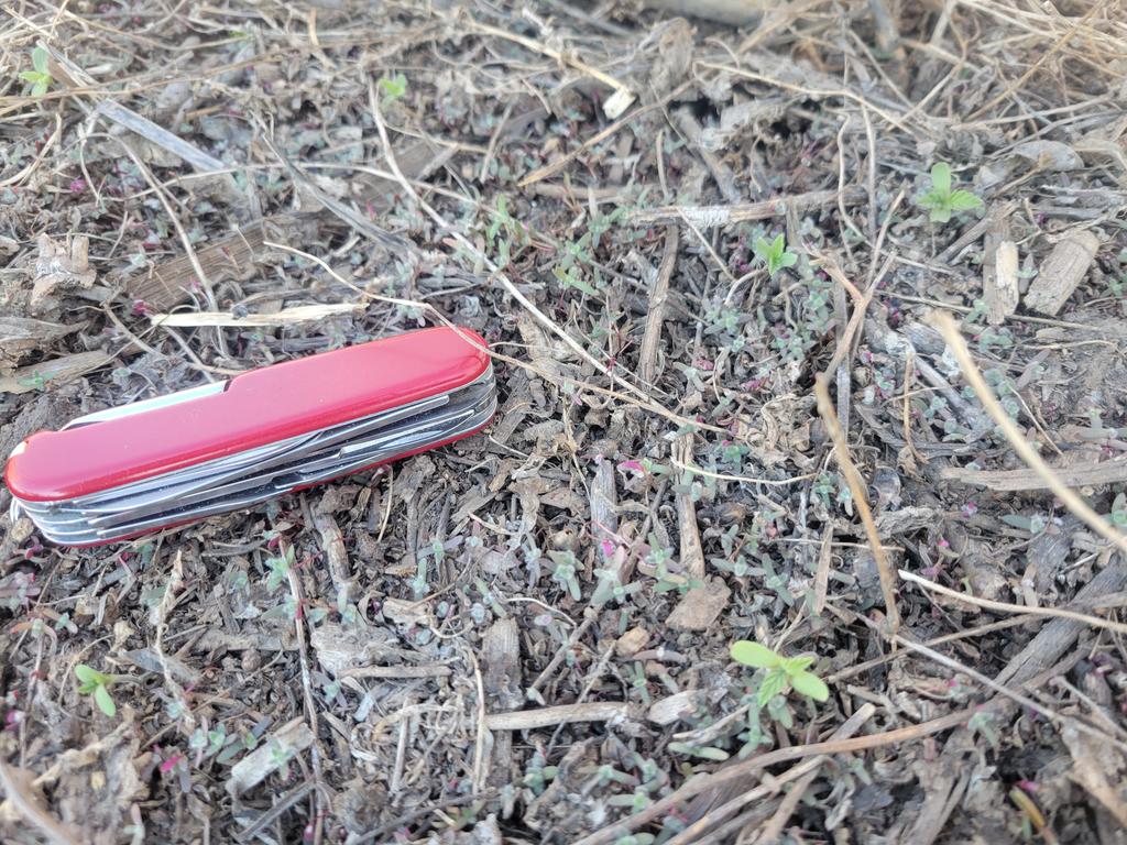 OrvinBontrager's tweet photo. Kochia and hemp emerged in fence lines.  Aurora,  Nebraska.  2.21.2024. https://t.co/YzbRSokJKK